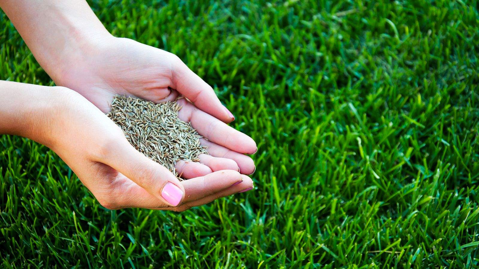 Купить газонные семена в Тюмени от производителя  | Park Decor